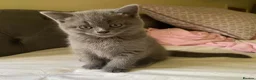 British Shorthair cats for sale: British Shorthair Blue Boys - Advert 2