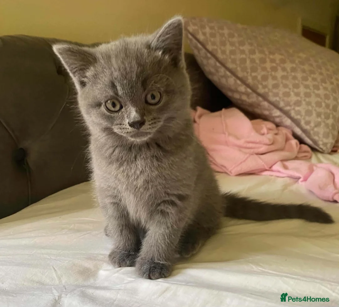 British Shorthair cats for sale: British Shorthair Blue Boys - Advert 2