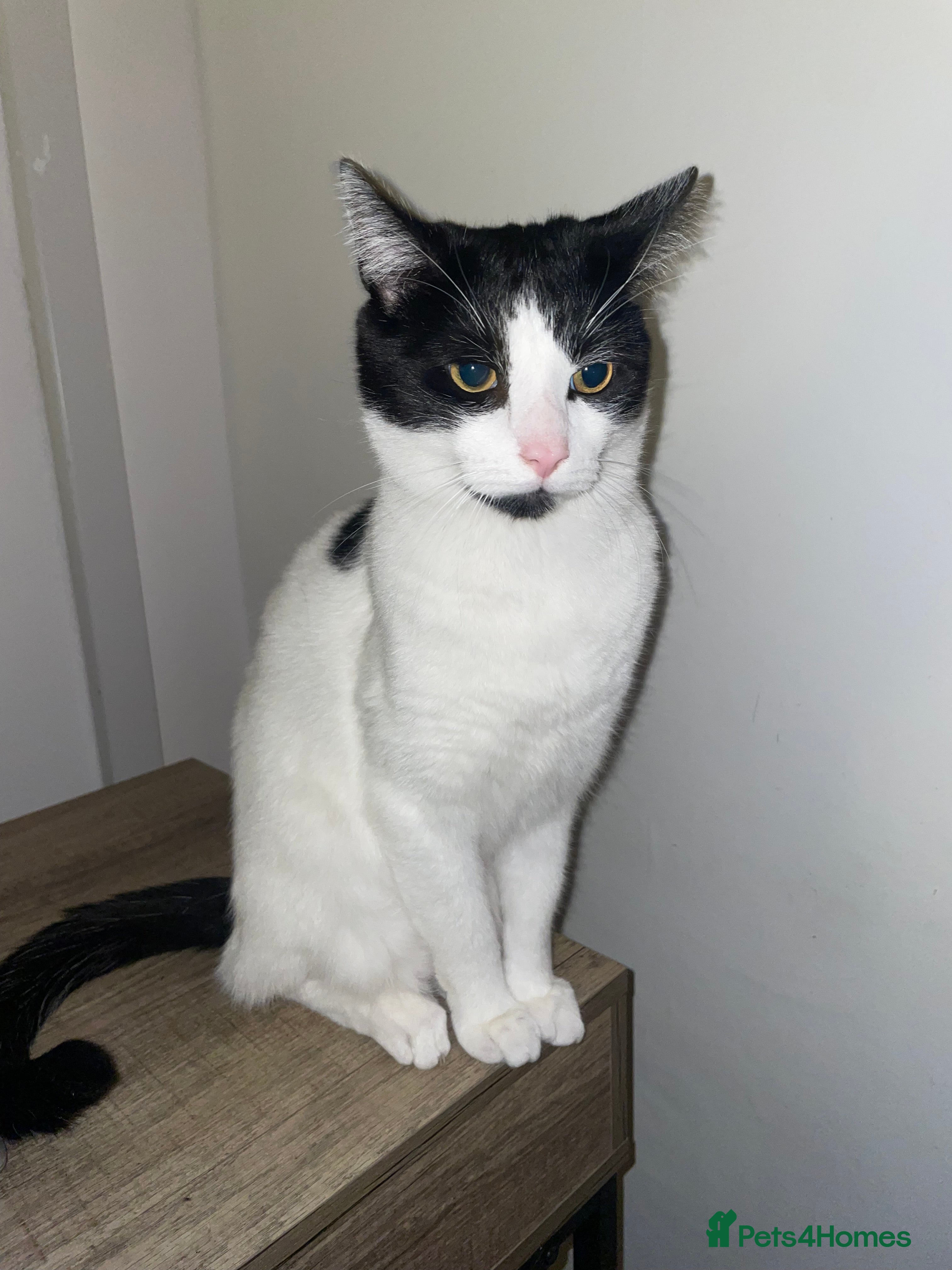 Domestic Shorthair cats Rocky  - Advert 24