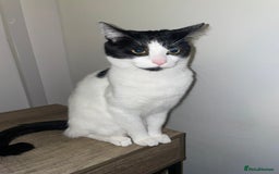 Domestic Shorthair cats for sale: Rocky  - Image 1