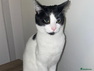 Domestic Shorthair cats Rocky - Advert 19