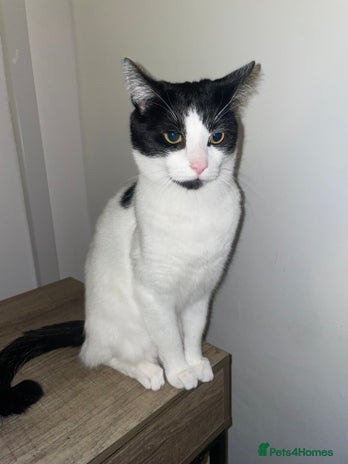 Domestic Shorthair cats - Advert 2