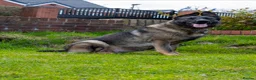 German Shepherd dogs for sale: ** Elite Working GSDs – KC Reg, Health Tested ** - Advert 11
