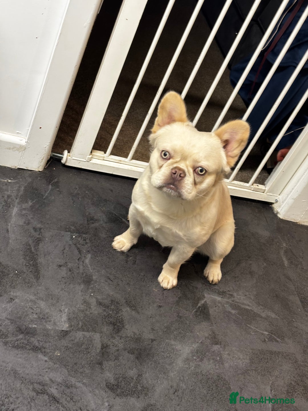 French Bulldog dogs for stud: Fluffy male stud  - Advert 1