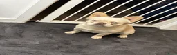 French Bulldog dogs for stud: Fluffy Frenchie male stud  - Advert 1