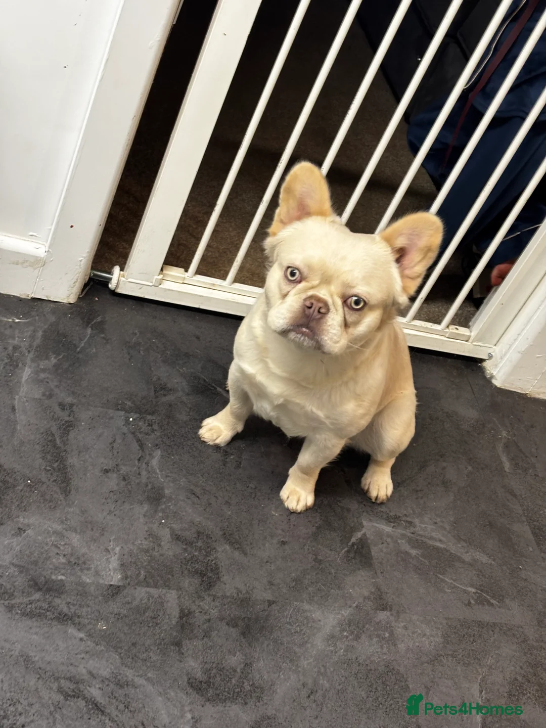 French Bulldog dogs for stud: Fluffy Frenchie male stud  - Advert 1