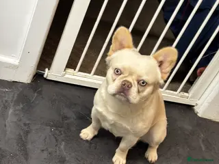 French Bulldog dogs Fluffy Frenchie male stud - Advert 24