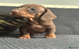 Dachshund dogs for sale: GORGEOUS DACHSHUNDS PUPPIES - Image 22