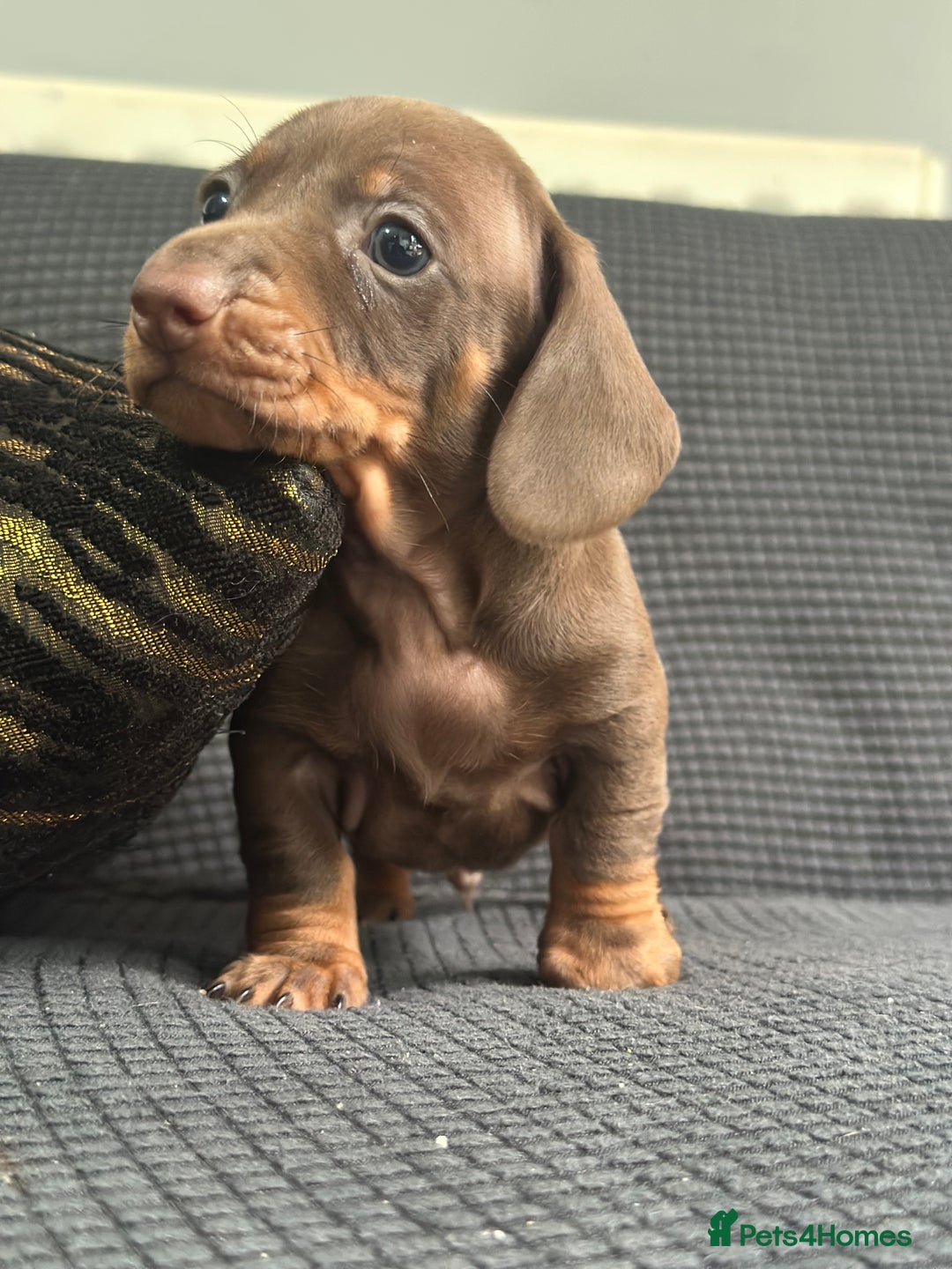Dachshund dogs for sale: GORGEOUS DACHSHUNDS PUPPIES - Image 22
