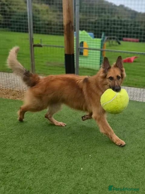 German Shepherd dogs for adoption: GANDER - 5 year old GSD - Advert 17