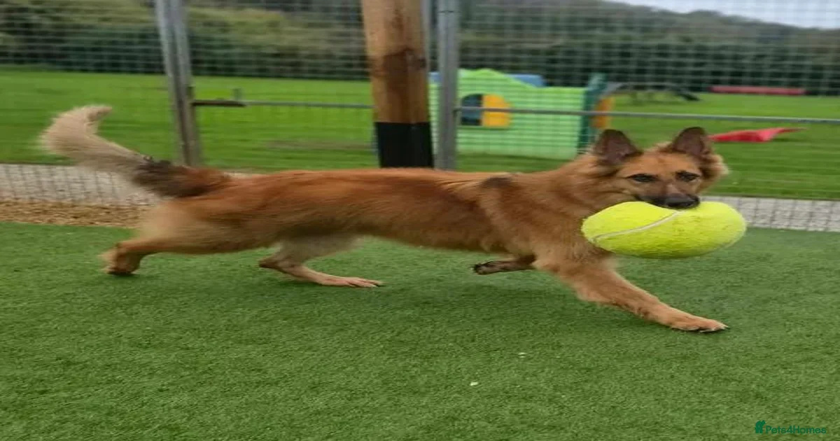 German Shepherd Dogs for adoption in Paignton, Torbay | Pets4Homes
