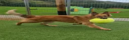 German Shepherd dogs for adoption: GANDER - 5 year old GSD - Advert 1