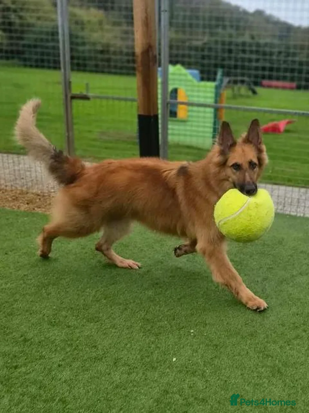 German Shepherd dogs for adoption: GANDER - 5 year old GSD - Advert 1
