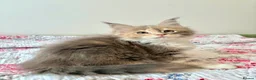 Maine Coon cats for sale: Full Maine Coon Kittens - Advert 6