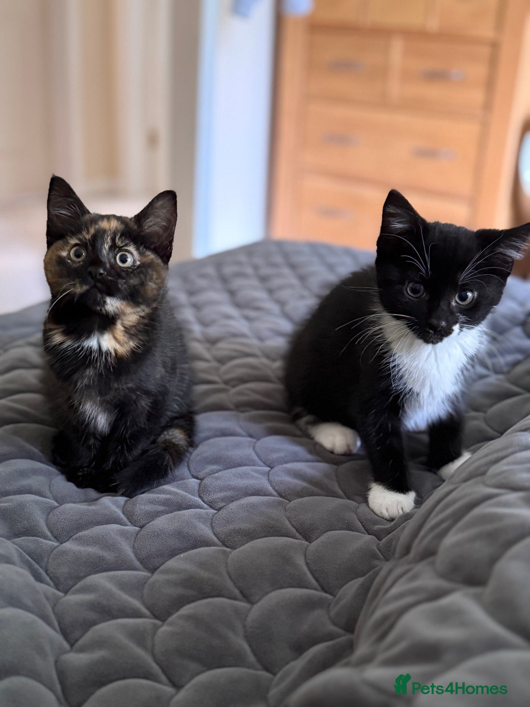 British Shorthair cats for sale: 3 lovely kittens soon tobe ready for forever homes - Image 1