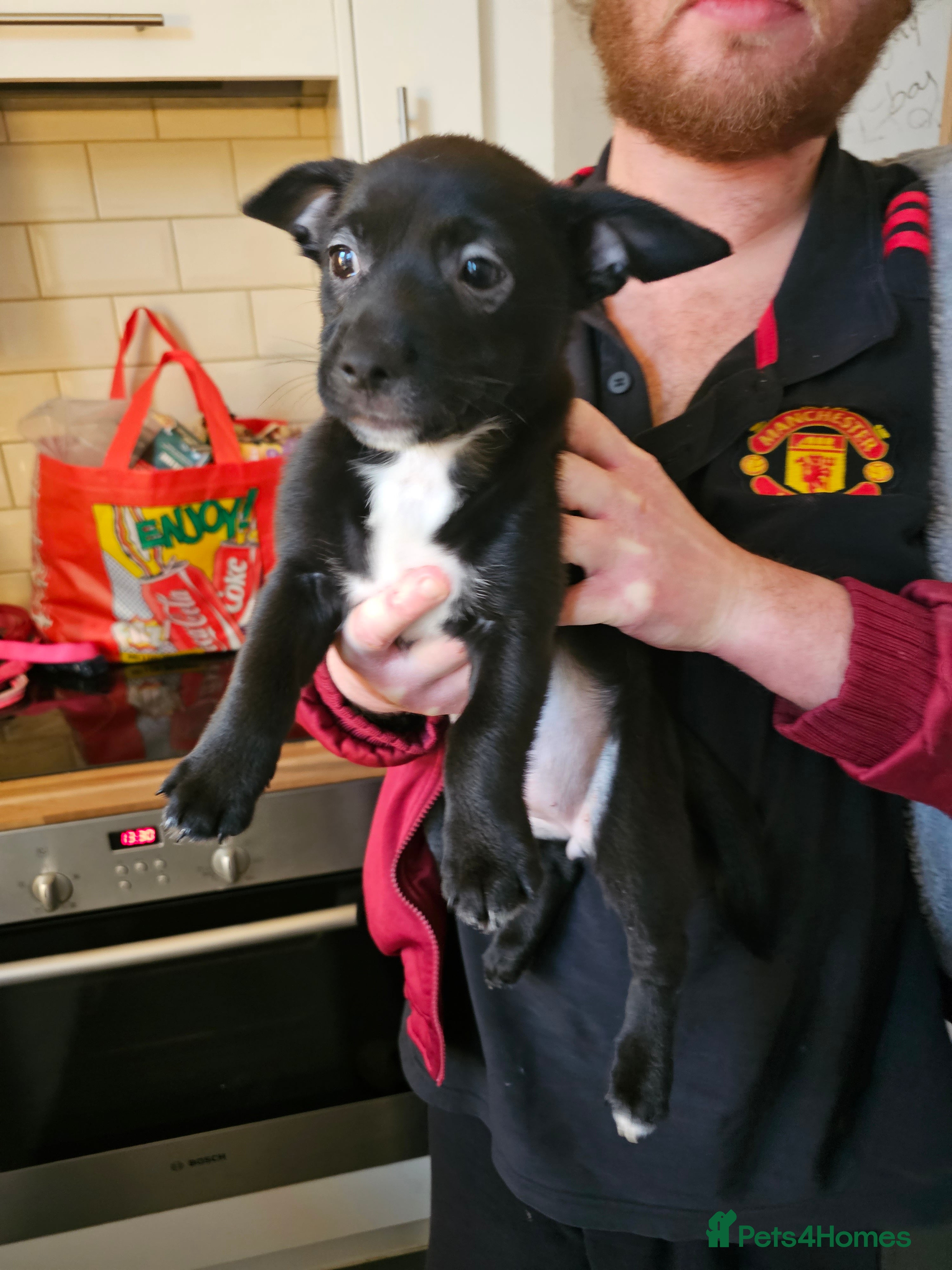 Mixed Breed dogs Staffy cross puppy  - Advert 3