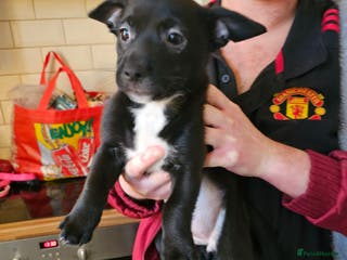 Mixed Breed dogs Staffy cross puppy - Advert 15