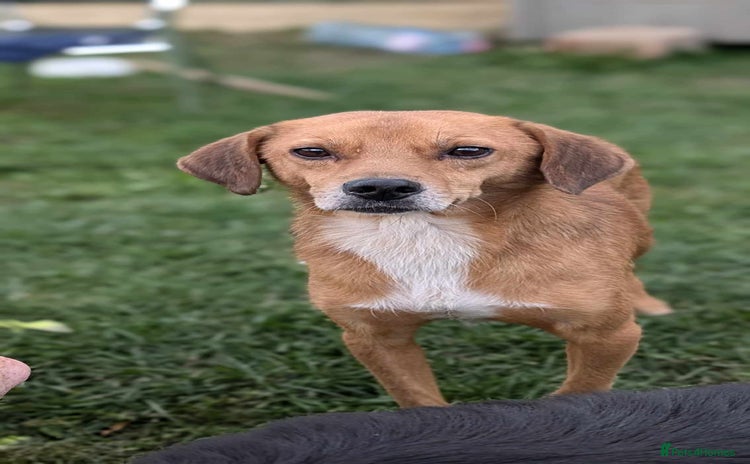 Mixed Breed dogs - Advert 1