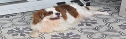 Cavalier King Charles Spaniel dogs for sale: Beautiful King Charles cavalier - Advert 1