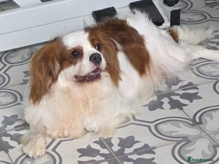 Cavalier King Charles Spaniel dogs Beautiful King Charles cavalier - Advert 7