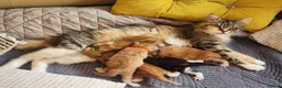 Maine Coon cats for sale: Maine Coon ginger Ready Now!! Absolutely gorgeous! - Advert 27