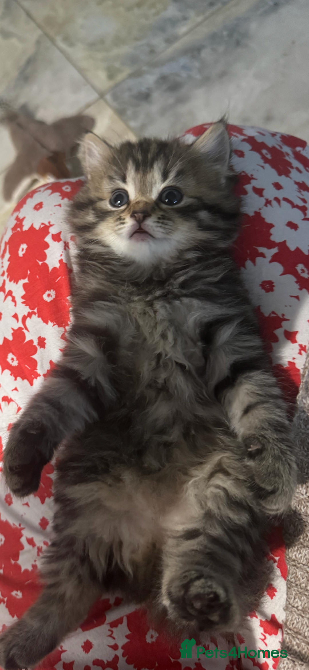 Mixed Breed cats for sale: Maine coon x Persian  - Image 7