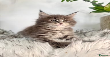 Maine Coon cats - Advert 1
