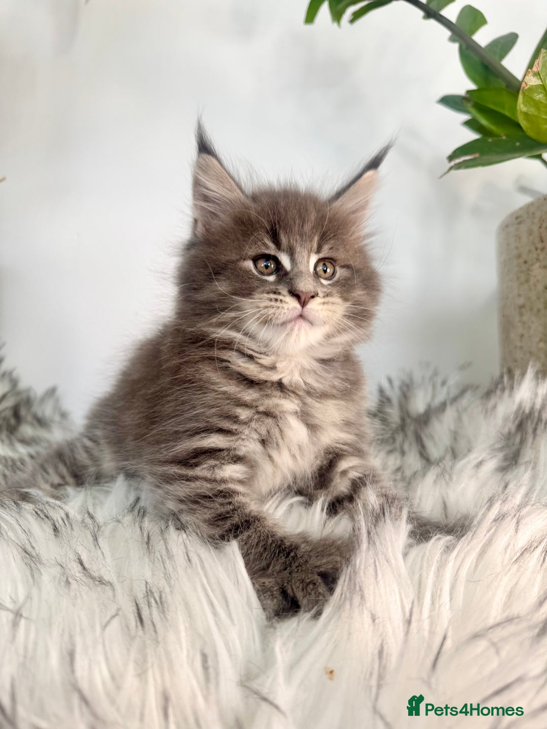 Maine Coon cats for sale: Champions - Bloodline Purebred Maine Coon Kittens  - Image 5