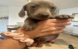 Miniature Dachshund dogs for sale: Miniature dachshunds  - Image 2
