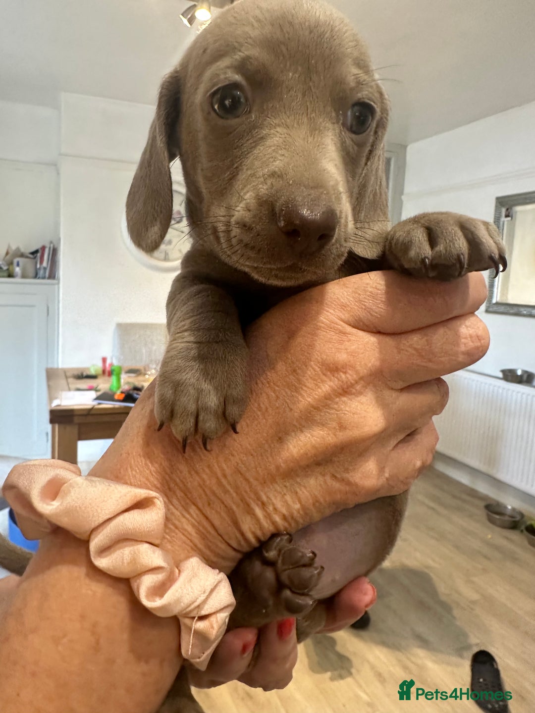 Miniature Dachshund dogs for sale: Miniature dachshunds  - Image 2