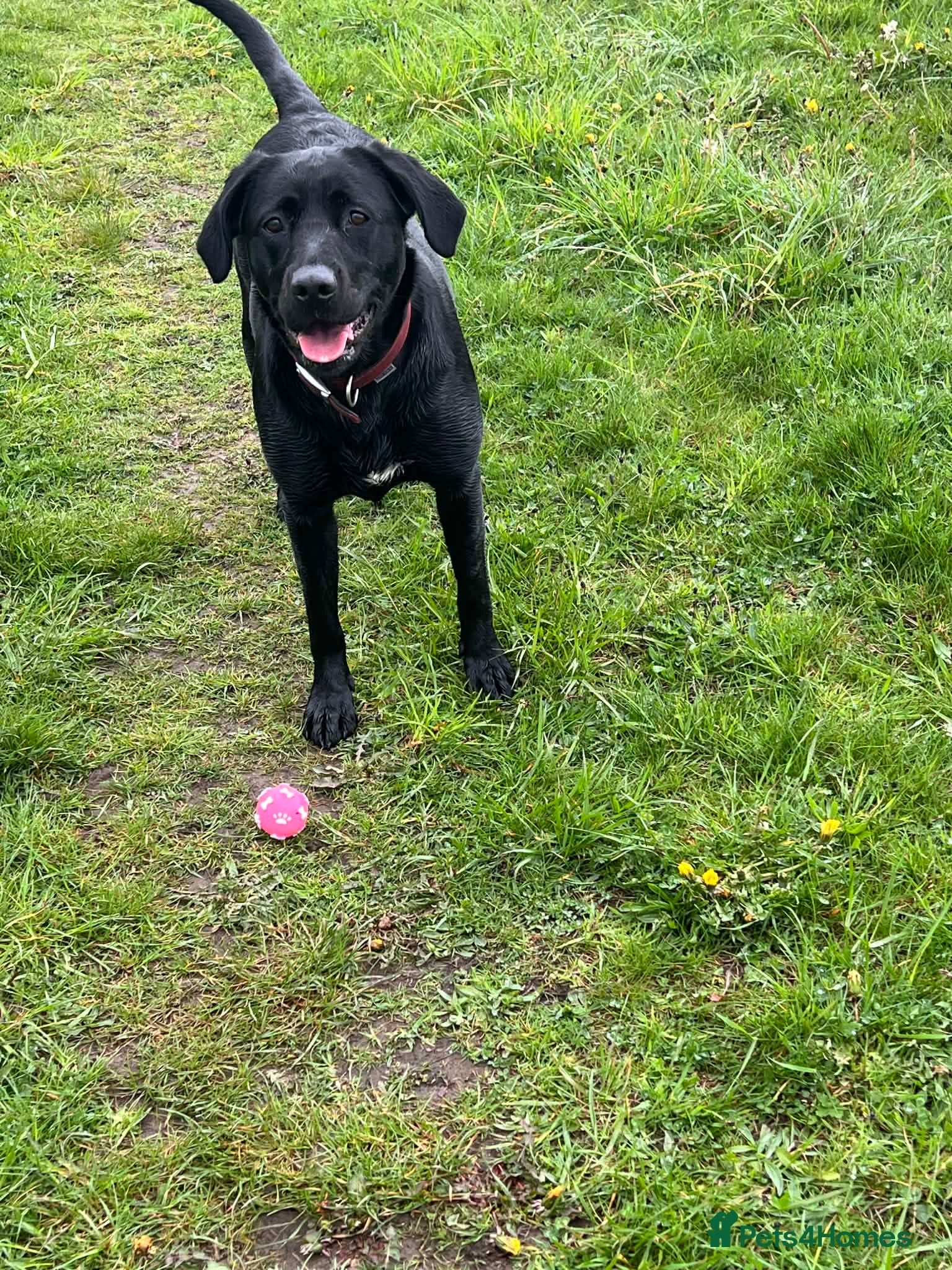 Labrador Retriever dogs KC Reg Black Labrador Puppies - Advert 2
