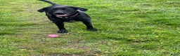 Labrador Retriever dogs for sale: KC Reg Black Labrador Puppies - Advert 2