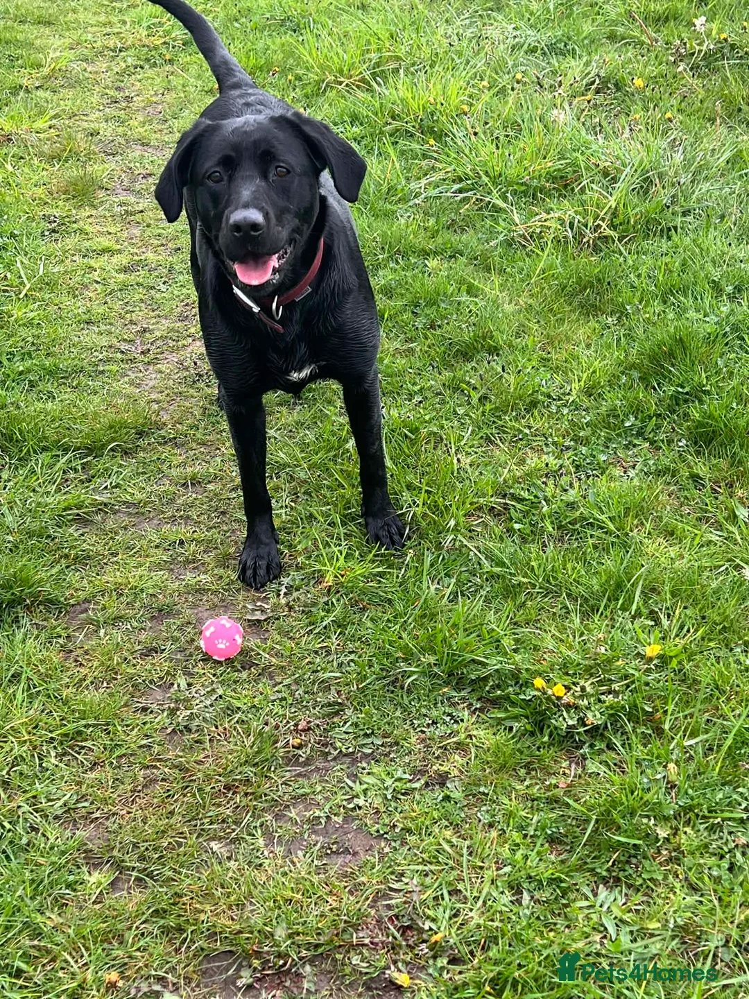 Labrador Retriever dogs for sale: KC Reg Black Labrador Puppies - Advert 2