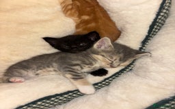 Scottish Fold cats for sale: Scottish Straight Kitten  - Image 8