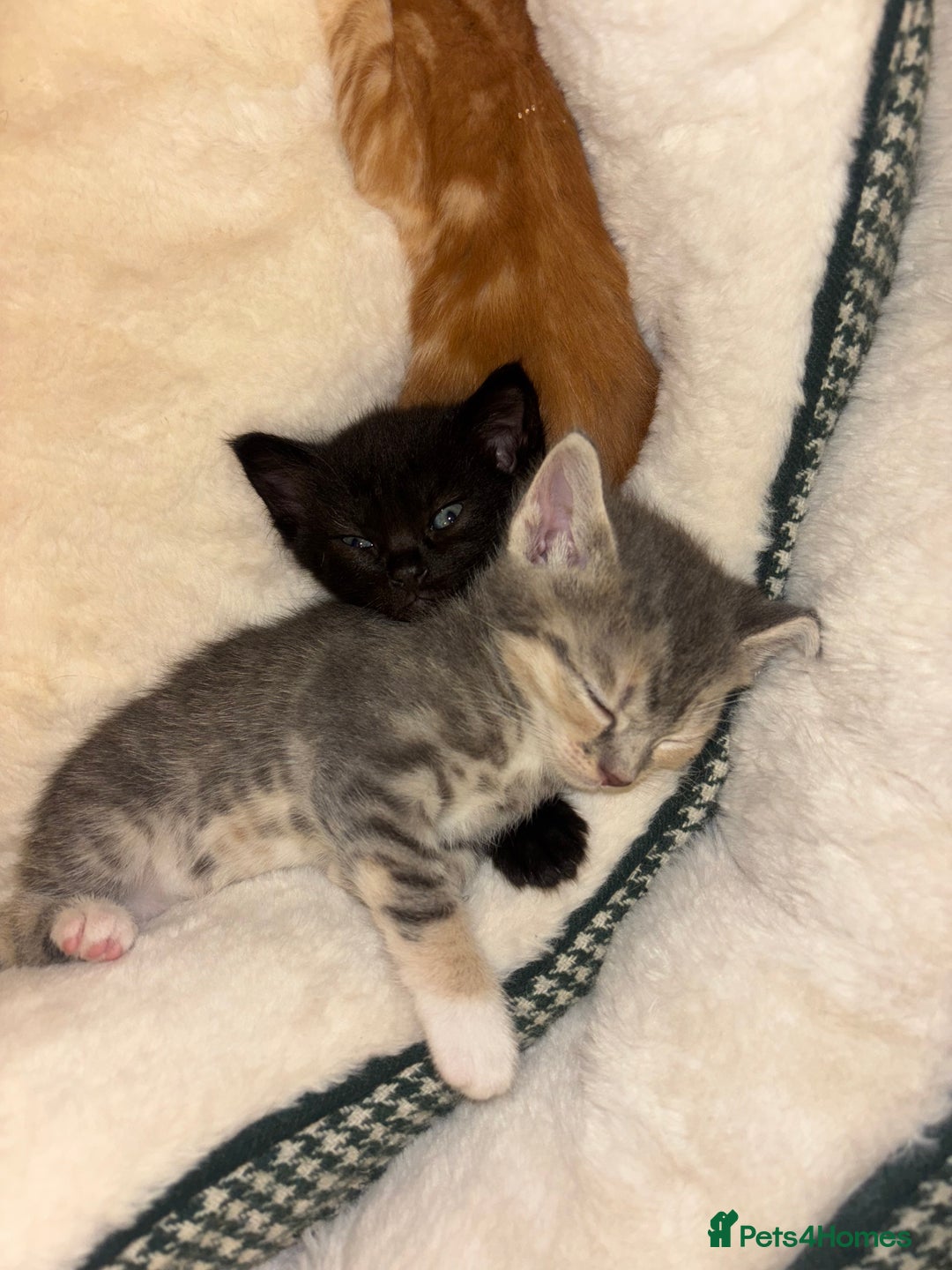 Scottish Fold cats for sale: Scottish Straight Kitten  - Image 8