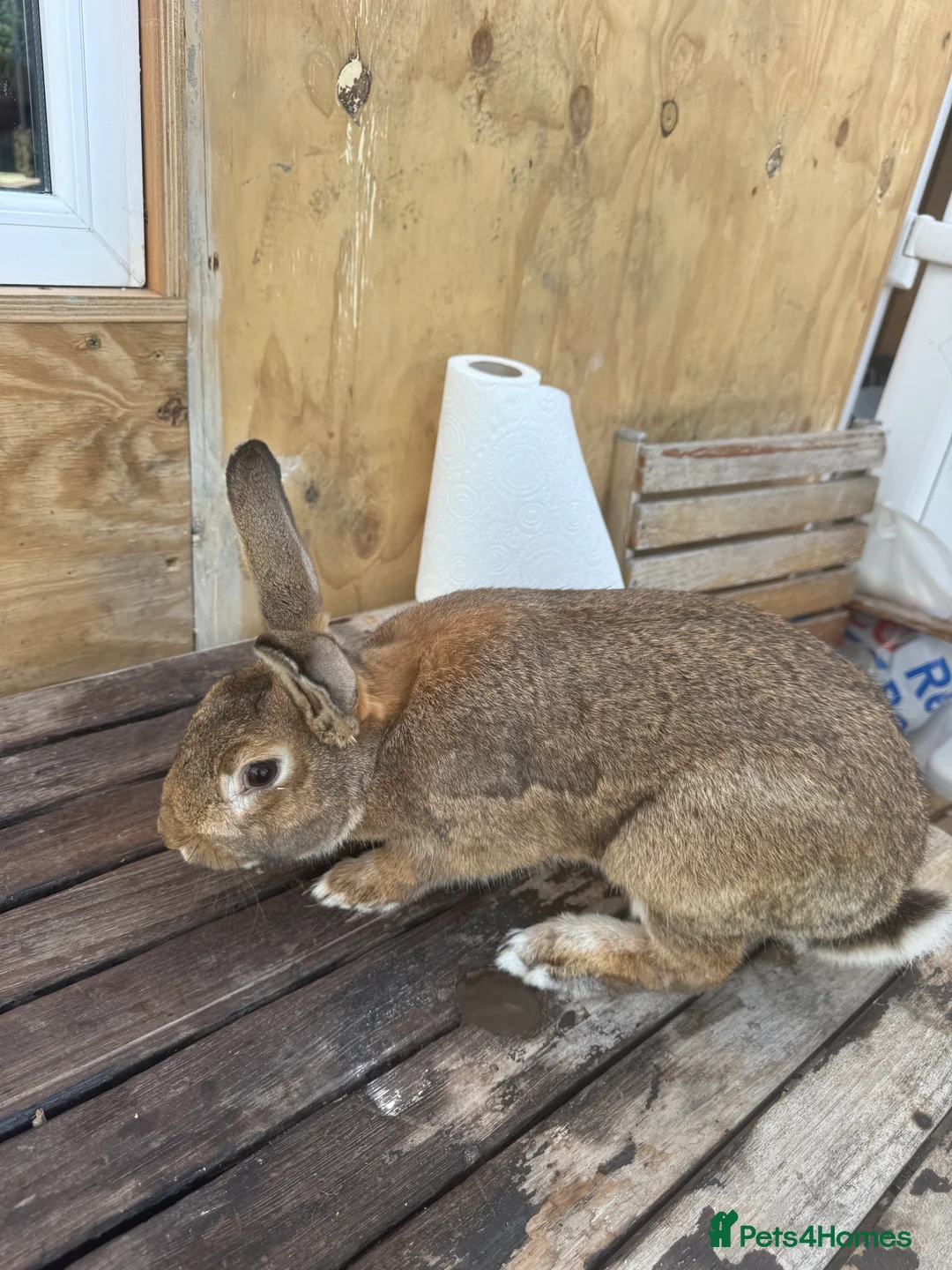 British Giant rabbits for sale: seven months old, very friendly easy to handle  - Advert 3