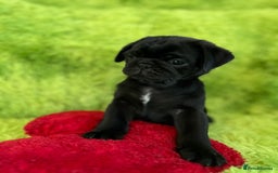 Pug dogs for sale: Loving Pug Puppies  - Image 5