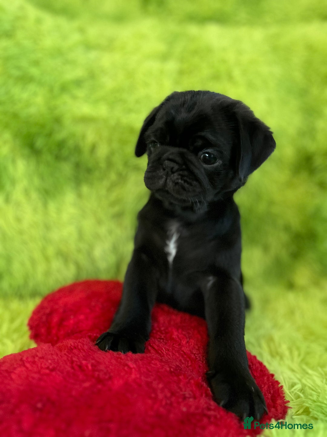 Pug dogs for sale: Loving Pug Puppies  - Image 5
