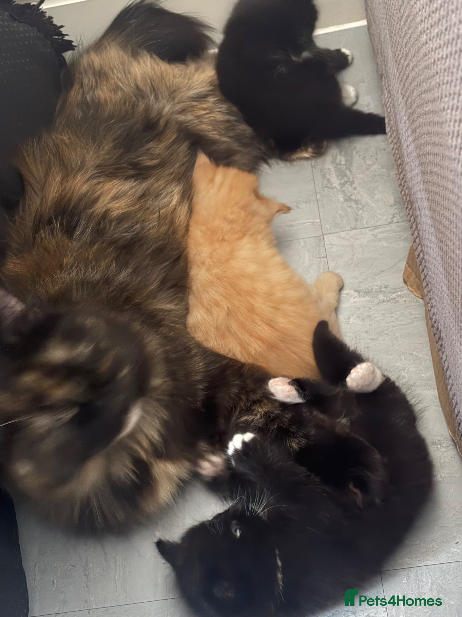 Mixed Breed cats One male and one female - Advert 16
