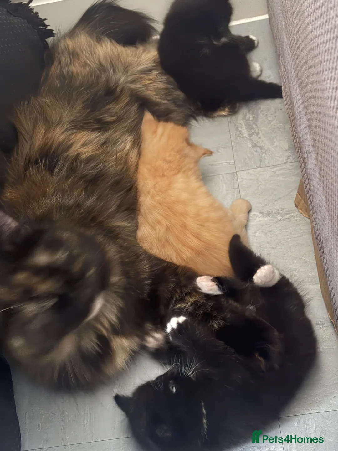 Mixed Breed cats for sale: One male and one female - Advert 1
