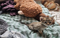Savannah cats for sale: F4 Savannah Kittens 3x Brown Spotted 2x Melanistic - Image 3