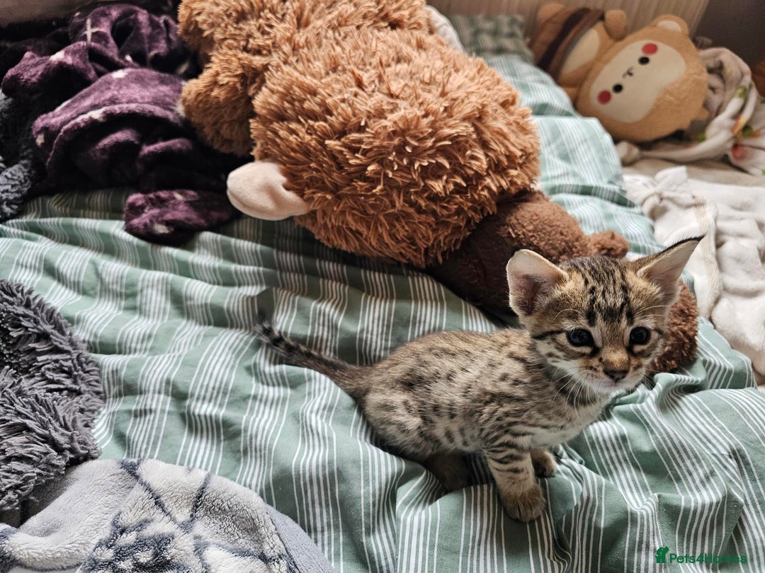 Savannah cats for sale: F4 Savannah Kittens 3x Brown Spotted 2x Melanistic - Image 3