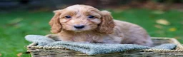 Cockapoo dogs for sale: F1 Cockapoos available 🐶 in Neath - Advert 14