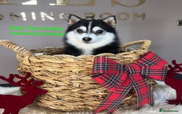 Pomsky dogs for sale: 2 Beautiful Merle pups, fully vaccinated - Advert 20