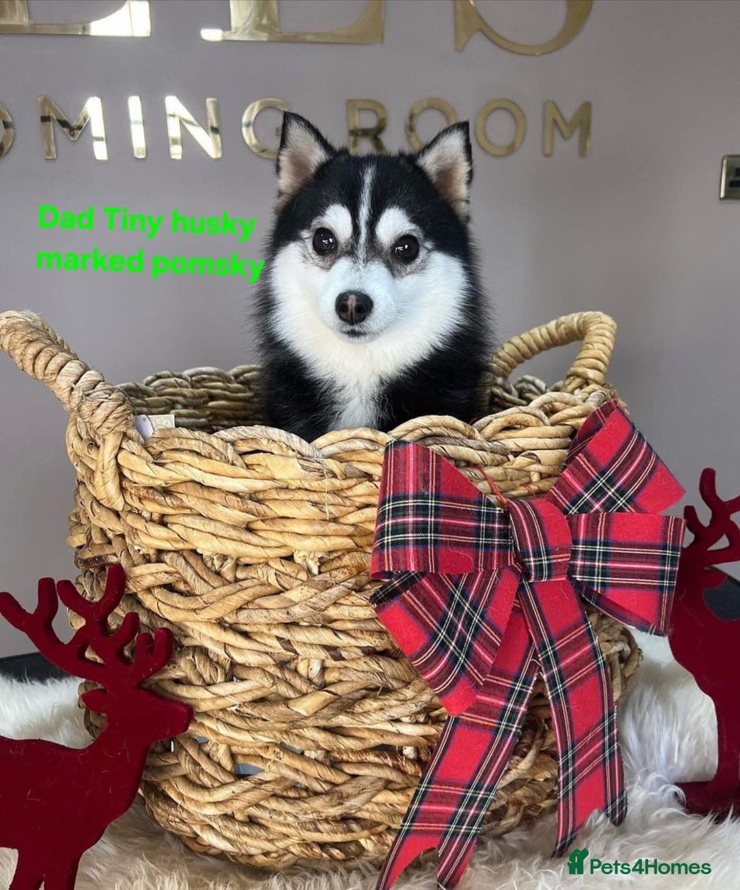 Pomsky dogs for sale: 2 Beautiful Merle pups, fully vaccinated - Advert 20