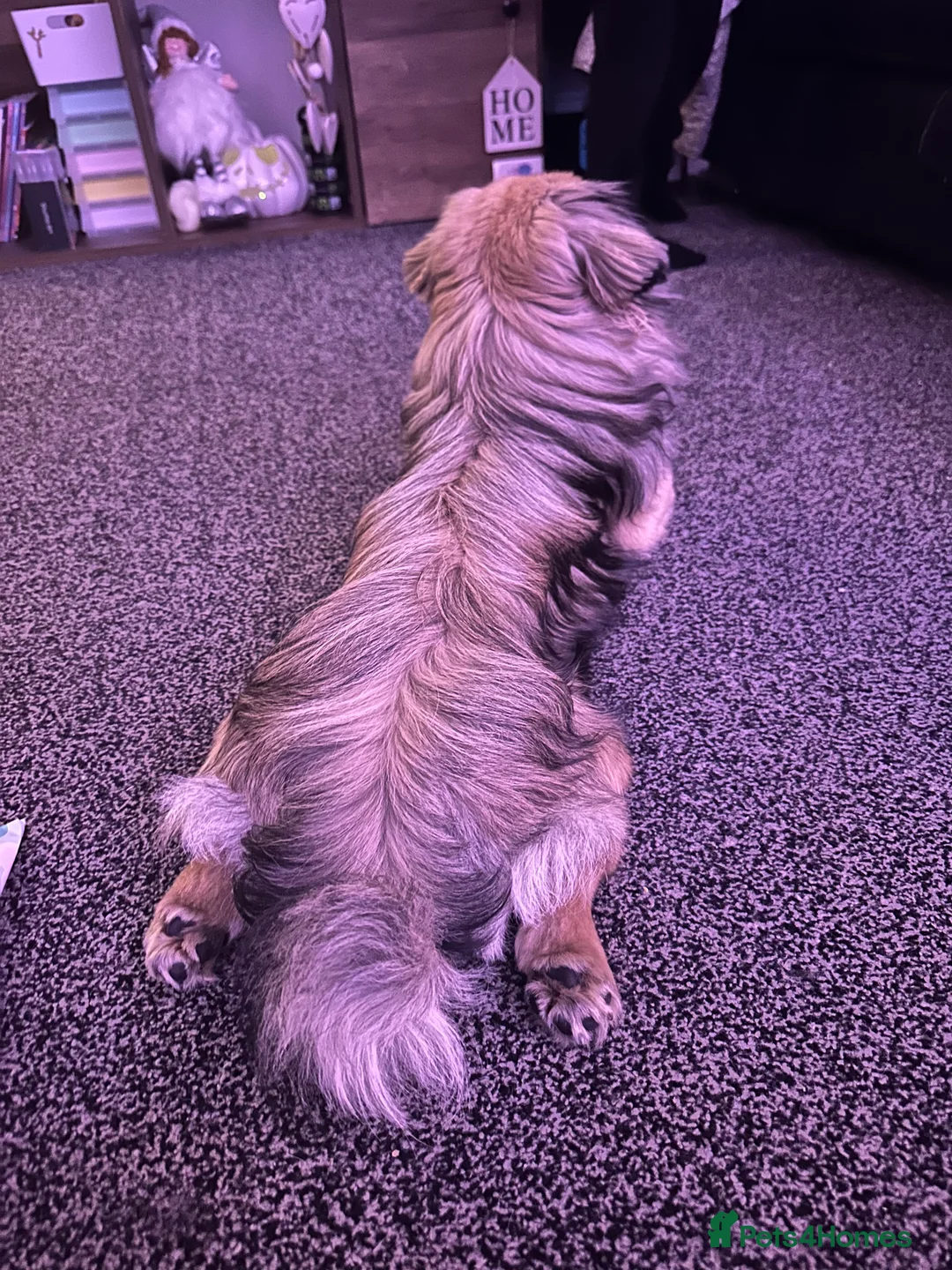 Pekingese dogs for stud: PEKINGESE STUD - Advert 4