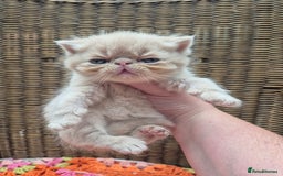 Exotic cats for sale: 🏆Champion sired exotic and Persian kittens 😸 ♥️  - Image 5