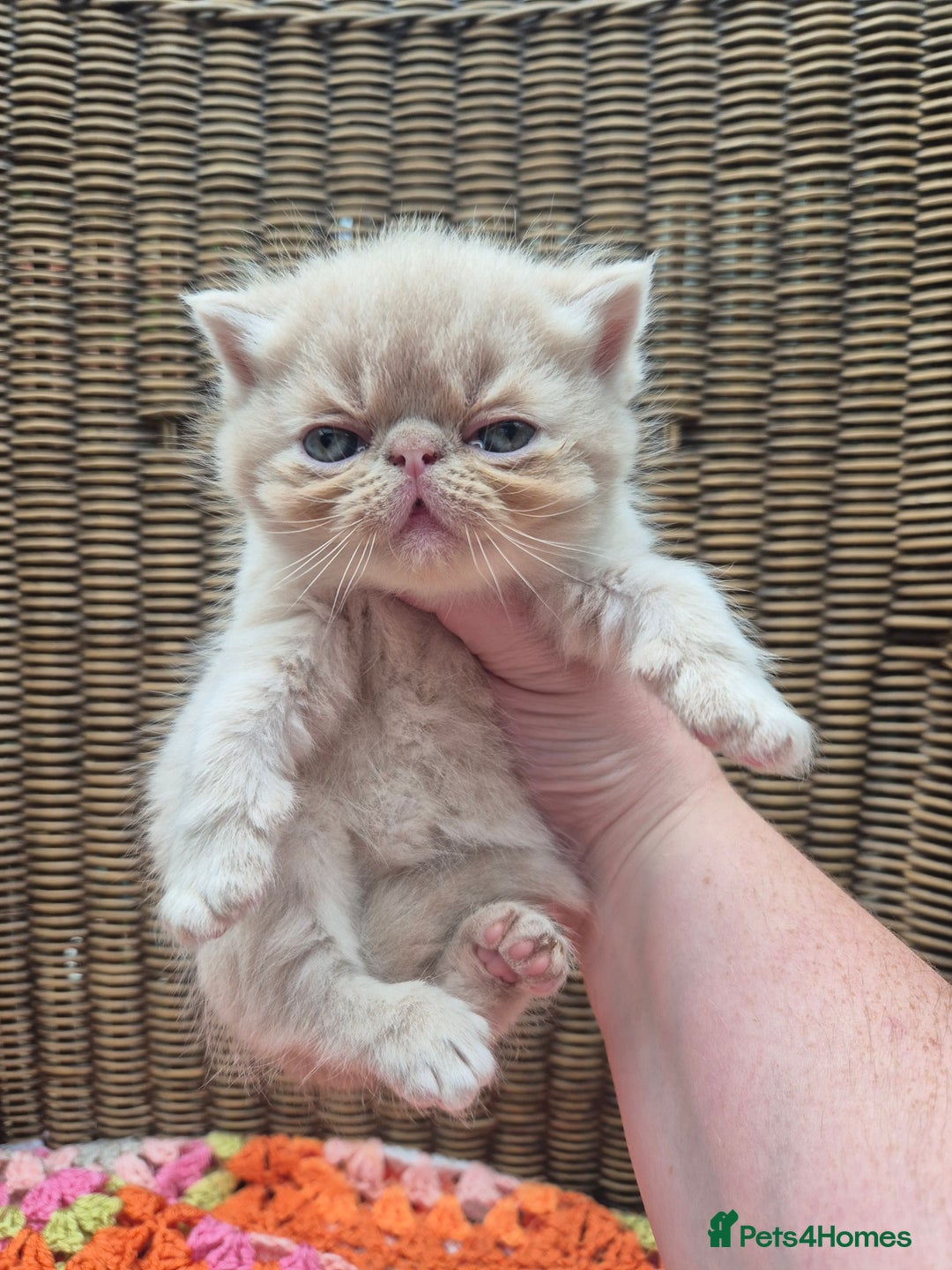 Exotic cats for sale: 🏆Champion sired exotic and Persian kittens 😸 ♥️  - Image 5