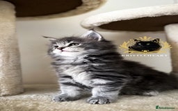Maine Coon cats for sale: ✨BLUE FEMALE KING-SIZE MAINE COON CUB✨ - Image 6