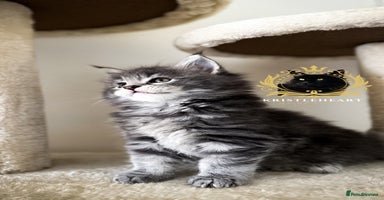 Maine Coon cats - Advert 7